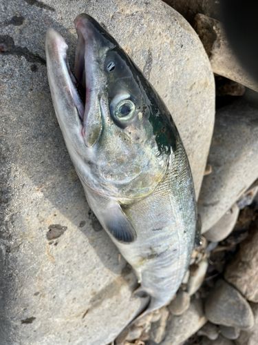 シロザケの釣果