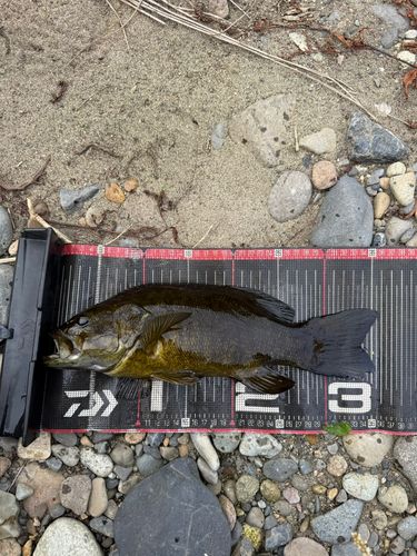 スモールマウスバスの釣果