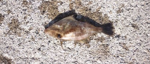 ウマヅラハギの釣果