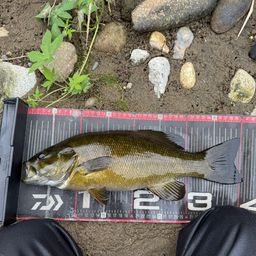 スモールマウスバス
