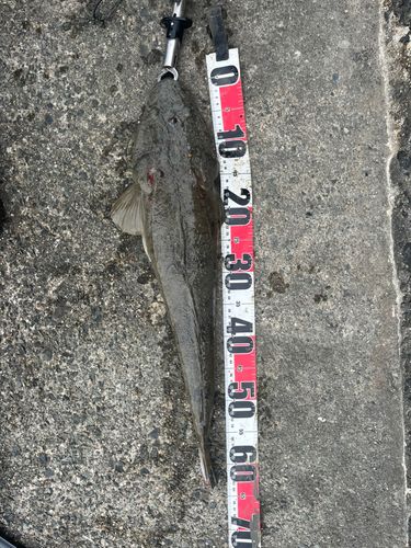 マゴチの釣果