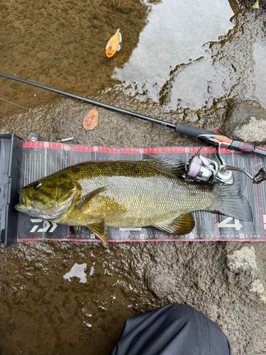 スモールマウスバスの釣果