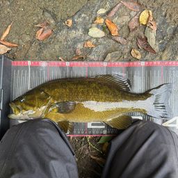 スモールマウスバス