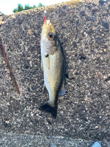 セイゴ（マルスズキ）の釣果