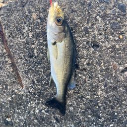 セイゴ（マルスズキ）