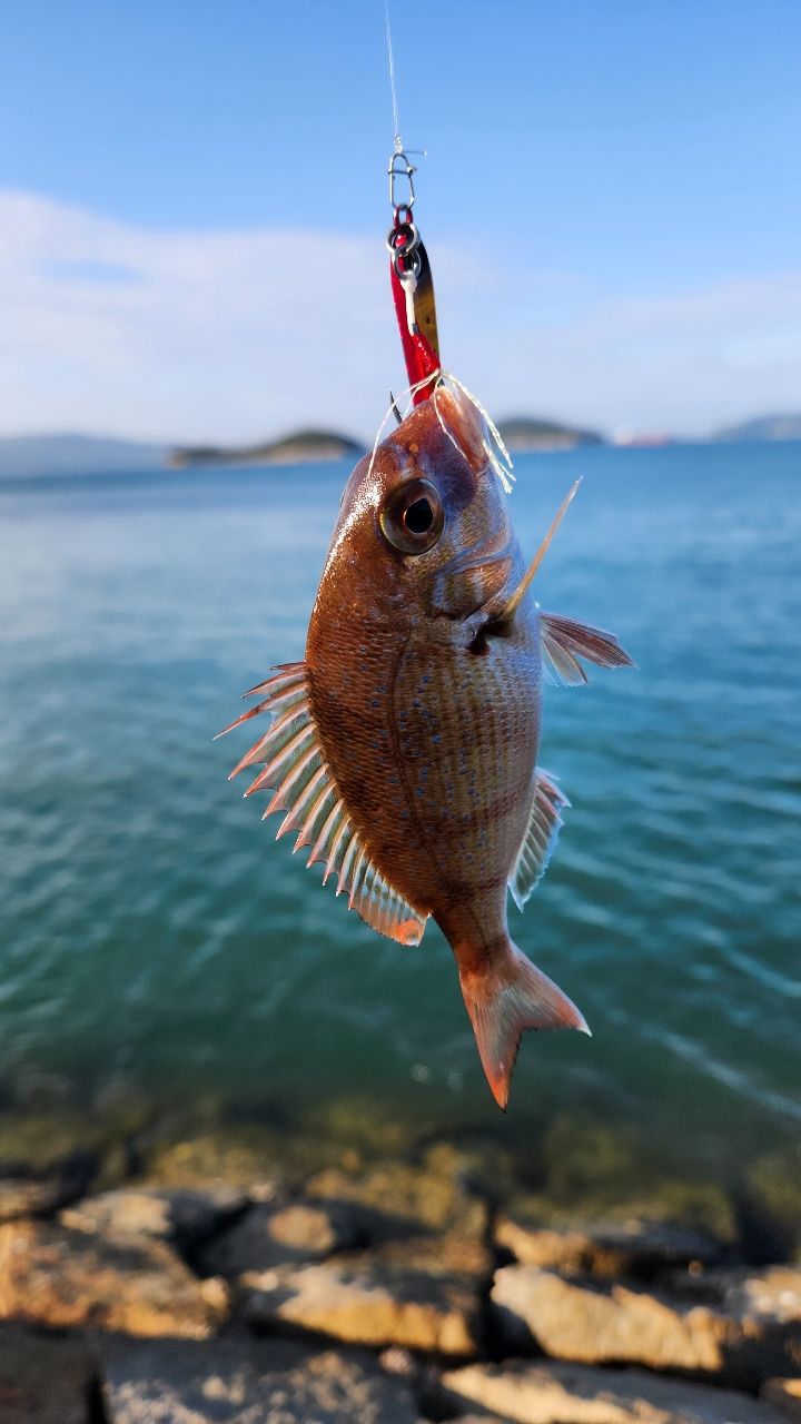 DAIWA 20月下美人 アジング 68L-Sの最安値・インプレ・釣果