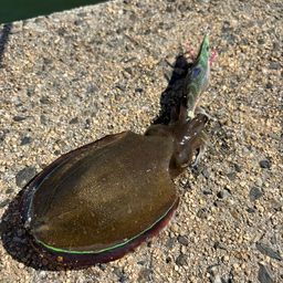 モンゴウイカ