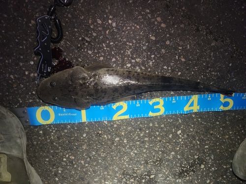 マゴチの釣果