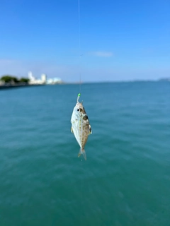 ヒイラギの釣果