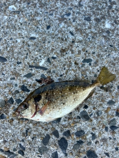 アイゴの釣果