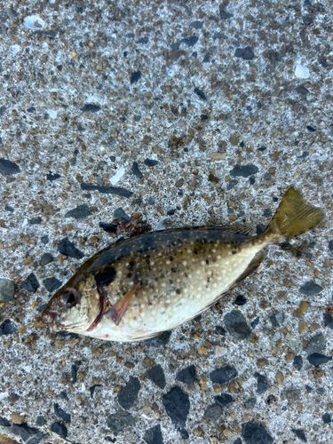 アイゴの釣果