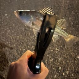 セイゴ（ヒラスズキ）