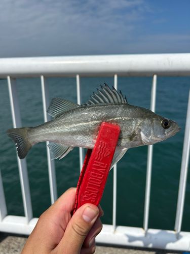 セイゴ（タイリクスズキ）の釣果