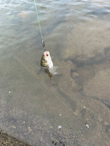 ウグイの釣果