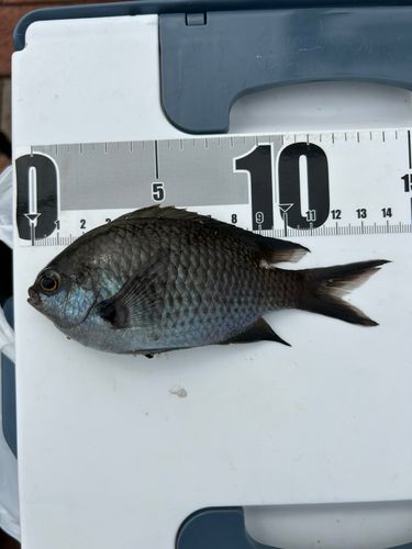スズメダイの釣果