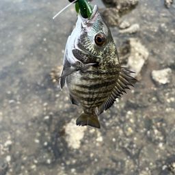 クロダイ