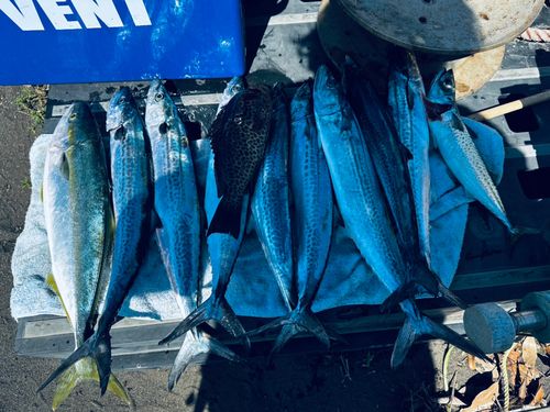 サゴシの釣果