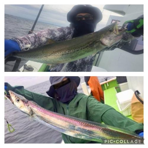 サゴシの釣果
