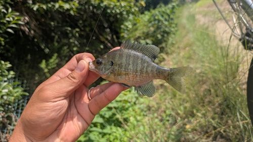 ブルーギルの釣果