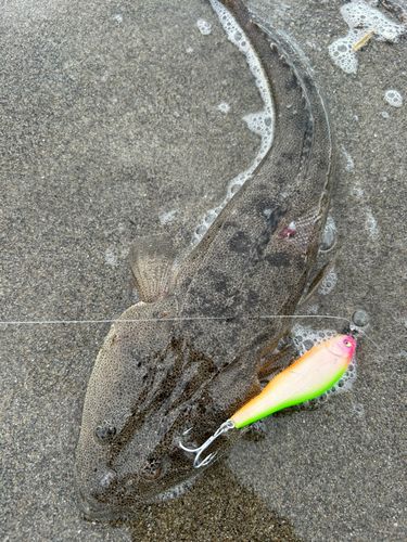 コチの釣果