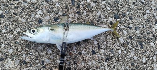 サバの釣果