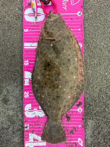 ヒラメの釣果