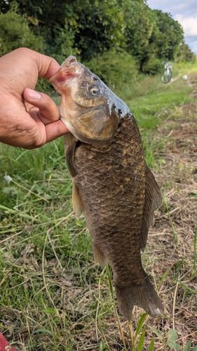 コイの釣果