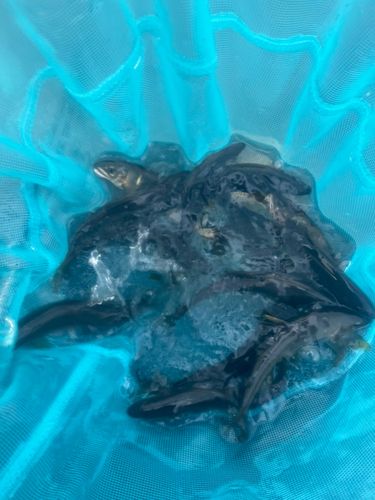 アユの釣果