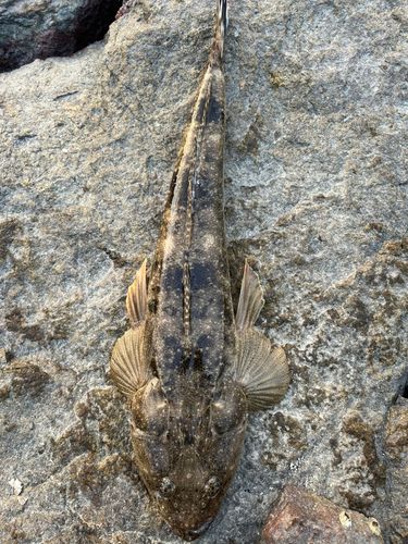 コチの釣果