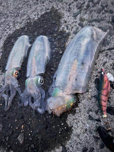 アオリイカの釣果