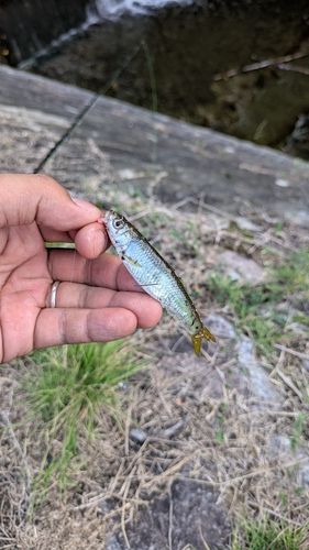 オイカワの釣果