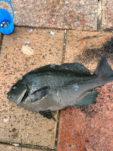 メジナの釣果