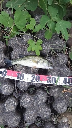 ブラックバスの釣果