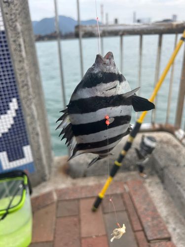 サンバソウの釣果