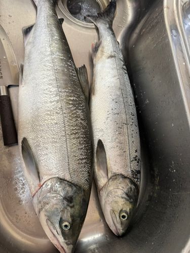 サケの釣果