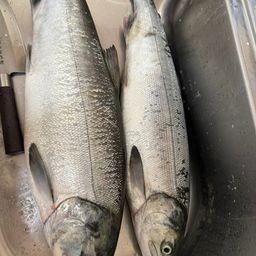 サケ