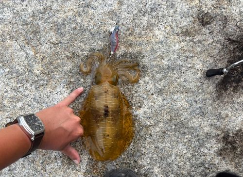 アオリイカの釣果