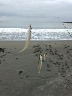 シロギスの釣果
