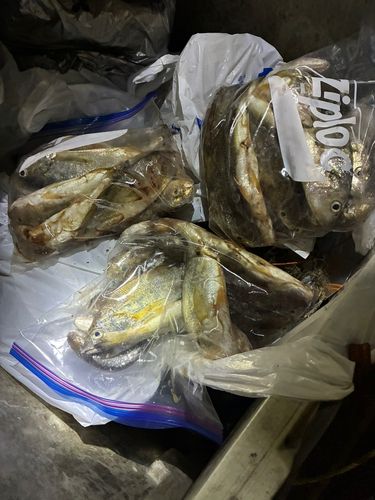 イシモチの釣果