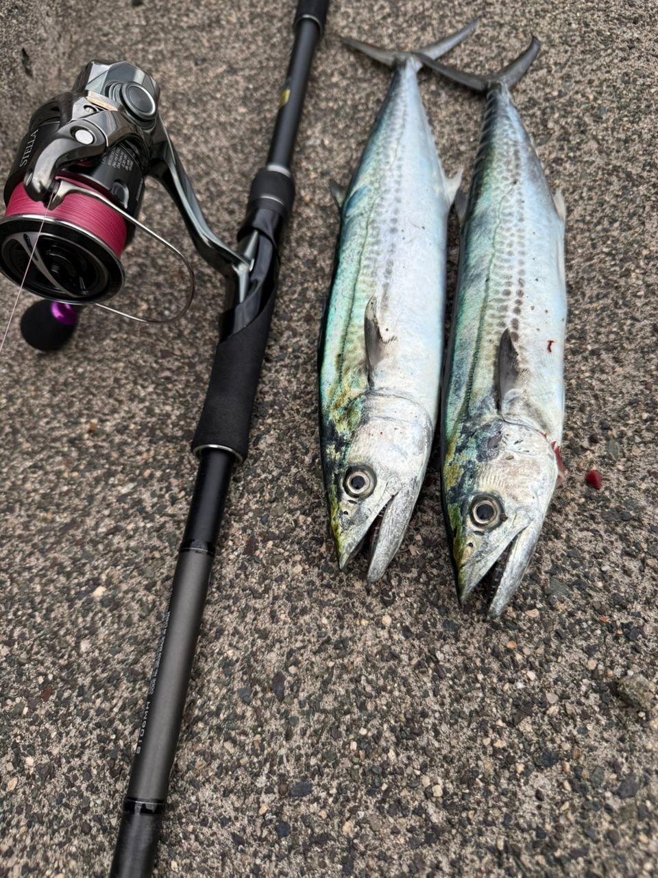 ロッド SHIMANO 18DIALUNA S106MH ディアルーナ[DIALUNA] | ショアシーバス | シーバス | ロッド