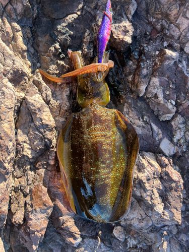 アオリイカの釣果