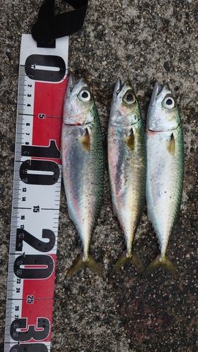 サバの釣果