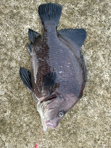 ヒゲダイの釣果