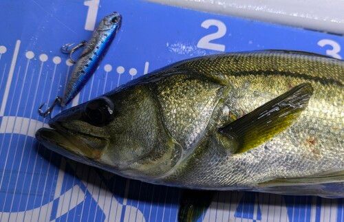 シーバスの釣果