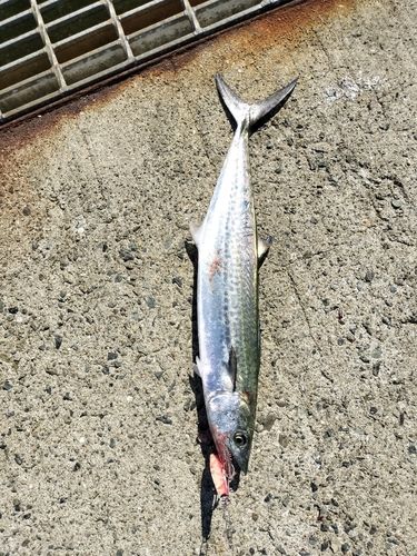 サゴシの釣果