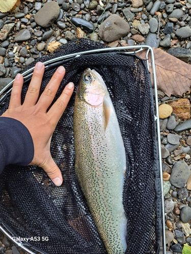 ニジマスの釣果