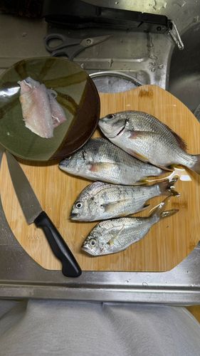 キチヌの釣果