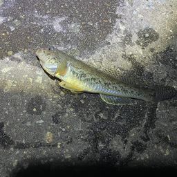 ハゼ