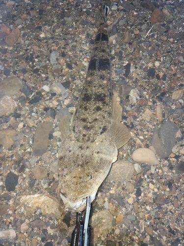 マゴチの釣果