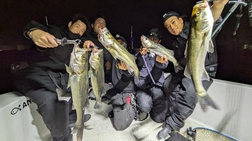 シーバスの釣果